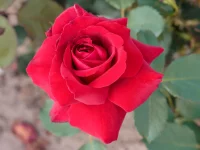 Rose 'Duftzauber 84'